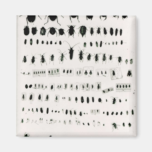 Darwin's insect collection magnet (Front)