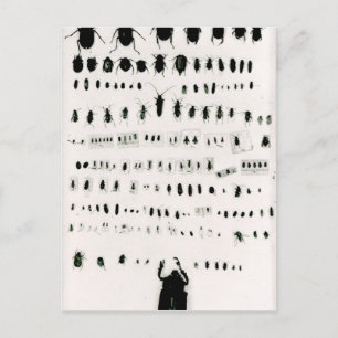 Darwin's insect collection postcard