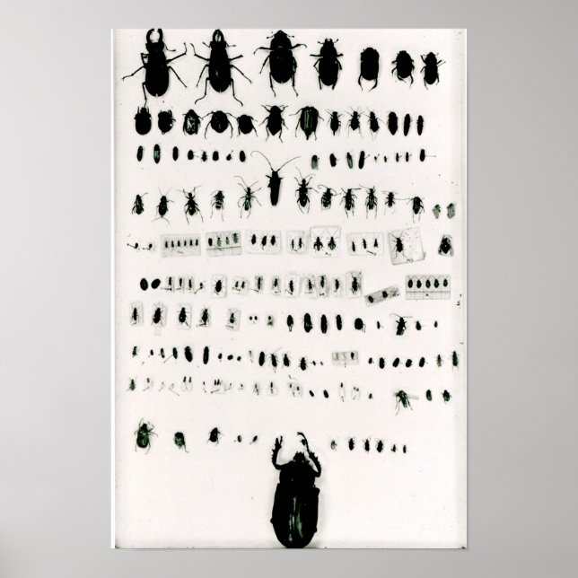 Darwin's insect collection poster (Front)