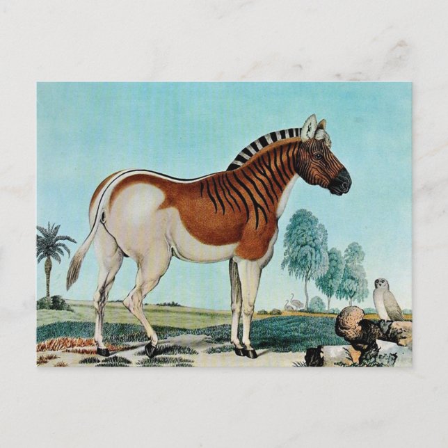 Das Steppenzebra or The Quagga (1882) Postcard (Front)