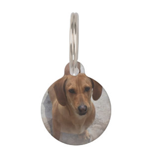 daschund-14 pet tag