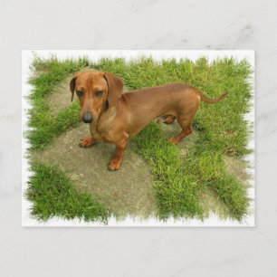 Daschund Horizontal Postcard