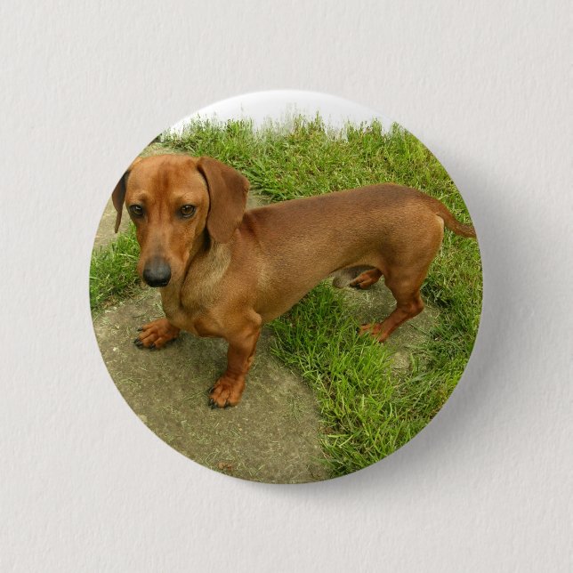 Daschund  Pin (Front)