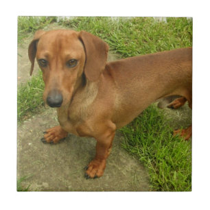 Daschund  Tile