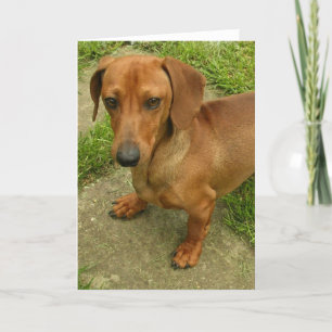 Daschund  Vertical Greeting Card