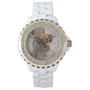 Daschund Watch