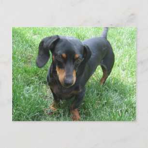 Dashshund Postcard