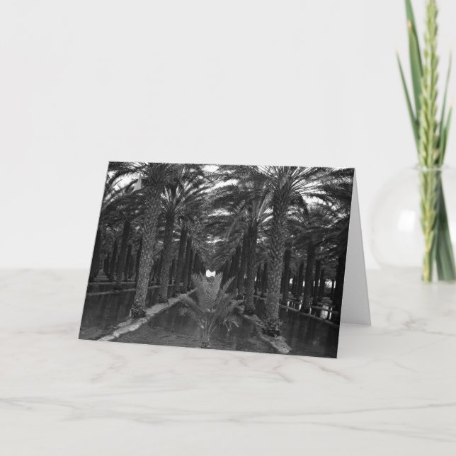 Date Palm Grove during Irrigation, 1966 Card (Front)