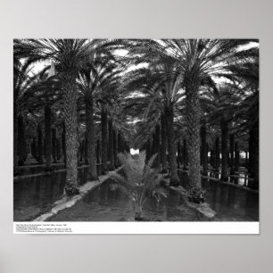 Date Palm Grove during Irrigation, 1966 Poster