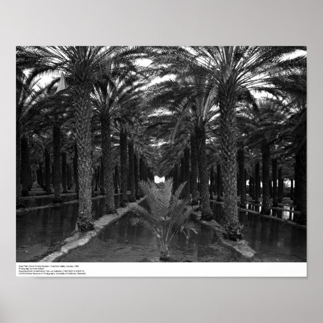Date Palm Grove during Irrigation, 1966 Poster (Front)