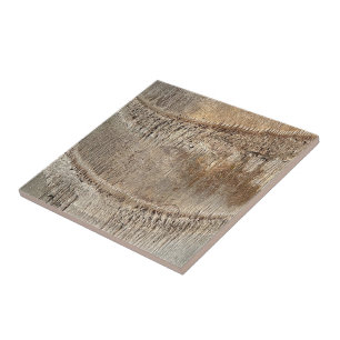Date Palm Tree Trunk Texture Closeup Photo Image Ceramic Tile