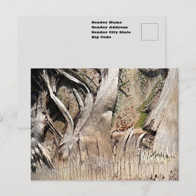 Date Palm Tree Trunk Texture Closeup Photo Image Postcard (Front/Back)
