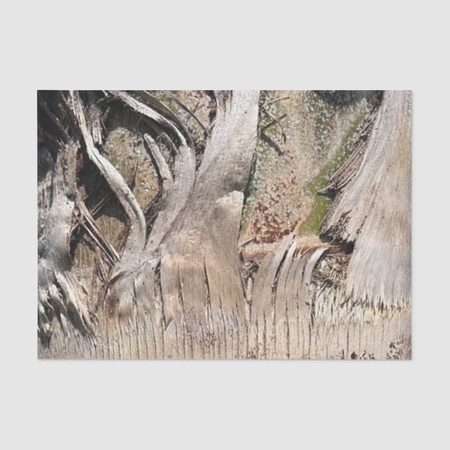 Date Palm Tree Trunk Texture Closeup Photo Image Tissue Paper (Front)