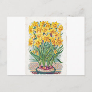 date rsvp flowers daffodil yellow vintage postcard