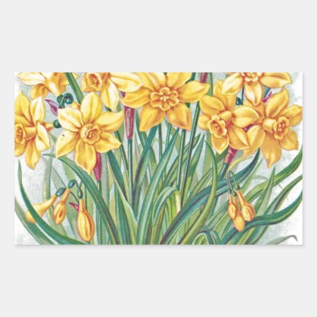 date rsvp  flowers daffodil yellow vintage rectangular sticker (Front)