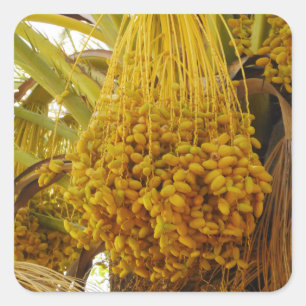 Dates on Palm Tree Sticker