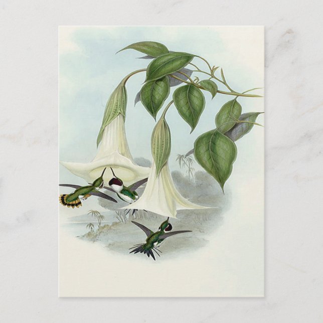 Datura and Hummingbird Postcard (Front)