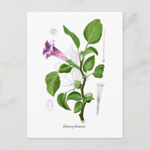 Datura fastuosa postcard