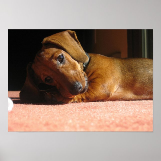 Dauchshund Poster (Front)