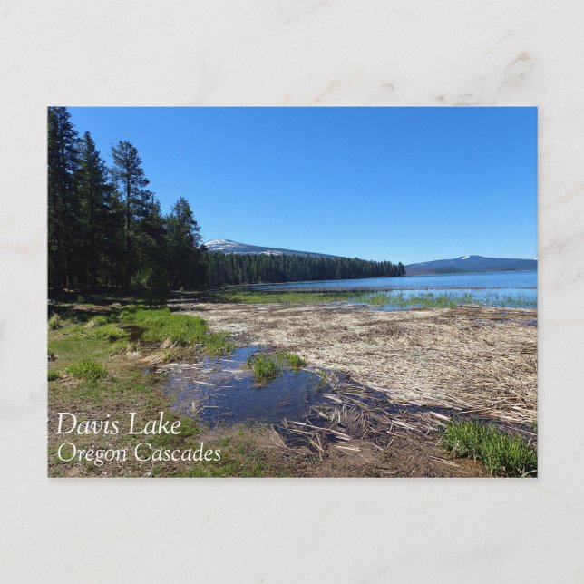 Davis Lake, Oregon Postcard (Front)
