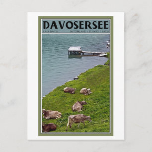 Davos - Cows Along the Lakefront Postcard