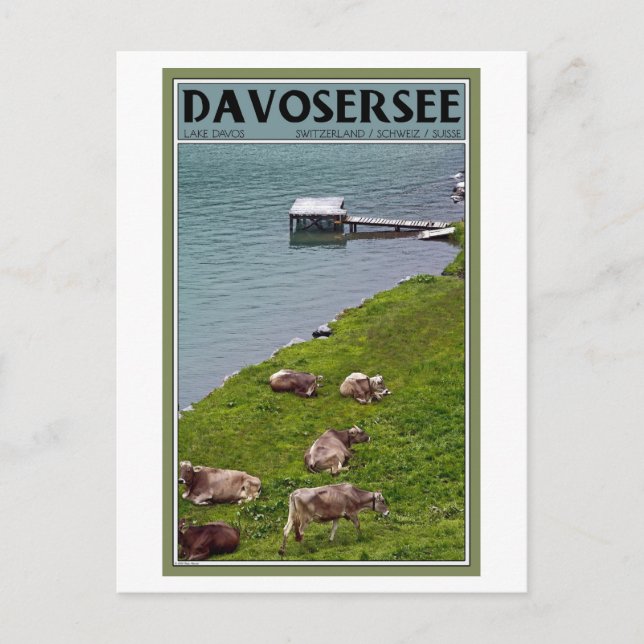 Davos - Cows Along the Lakefront Postcard (Front)