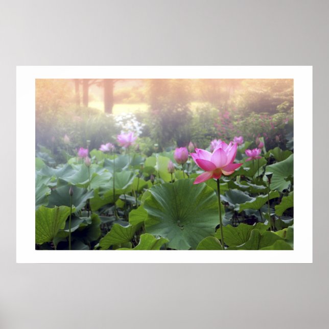 Dawn on Lotus Pond Poster (Front)