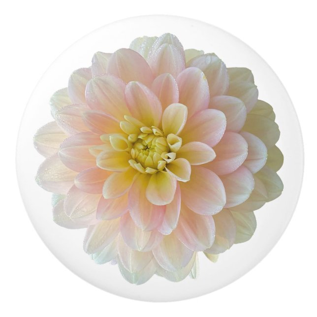 Day Dreamer Waterlily Dahlia Ceramic Knob (Front)