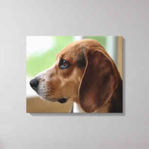 Day Dreaming Beagle Canvas Print