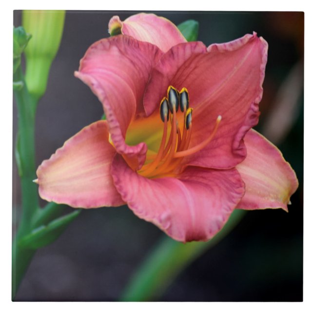 Day Lily Macro image Ceramic Tile (Front)
