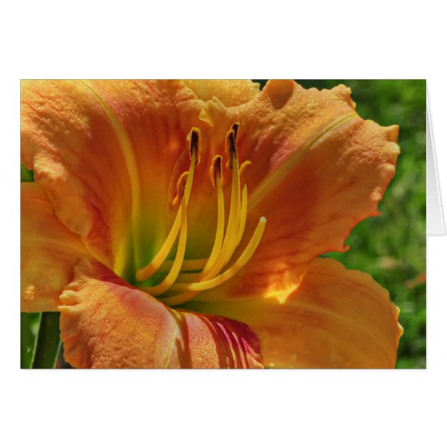 Day Lily No. 1 (Front Horizontal)