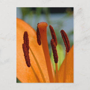 day lily postcard