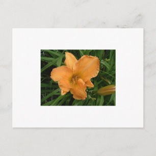 Day Lily Postcard