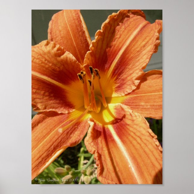 Day lily poster (Front)
