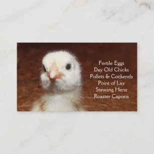 Day Old Chick - Layers or Broilers Farm Business Card