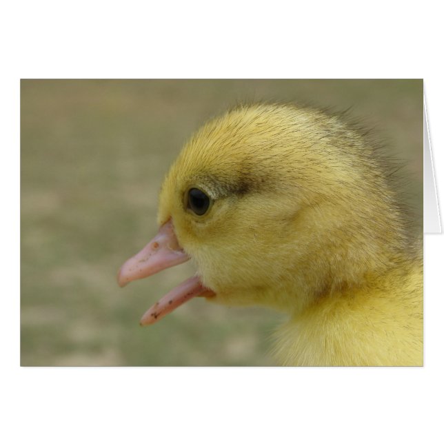 Day Old Muscovy Duckling (Front Horizontal)