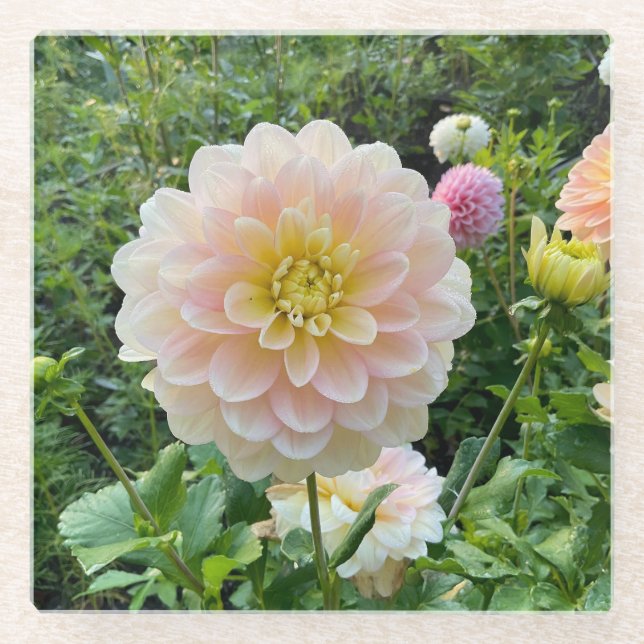 Daydreamer Dahlia, Light Pink Flower Glass Coaster (Front)