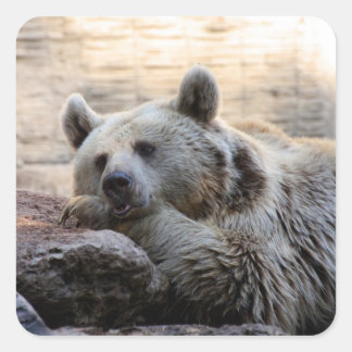 Daydreaming Bear Stickers