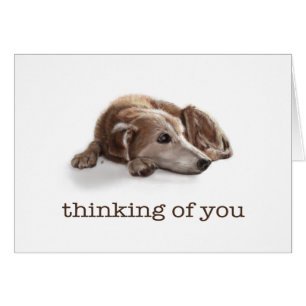 Daydreaming Dog
