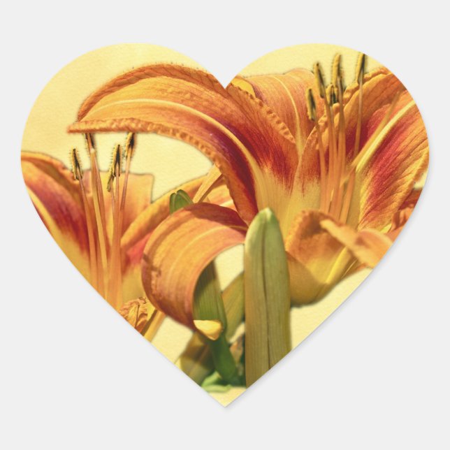 Daylilies - Hemerocallis Heart Sticker (Front)