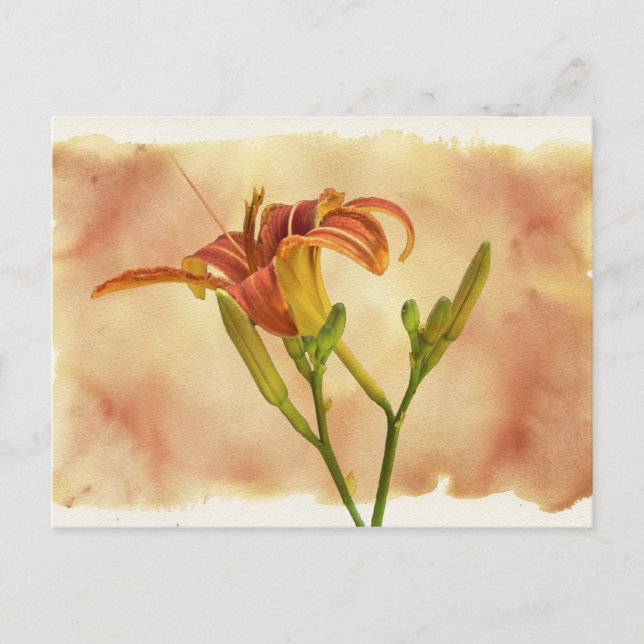 Daylilies - Hemerocallis Postcard (Front)