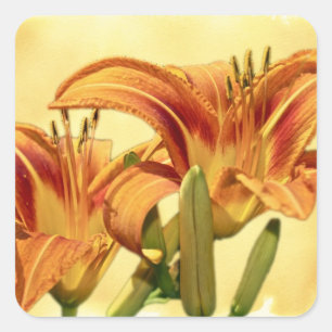 Daylilies - Hemerocallis Square Sticker