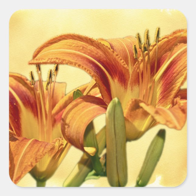 Daylilies - Hemerocallis Square Sticker (Front)