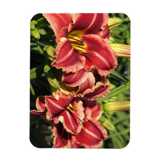 Daylilies Magnet