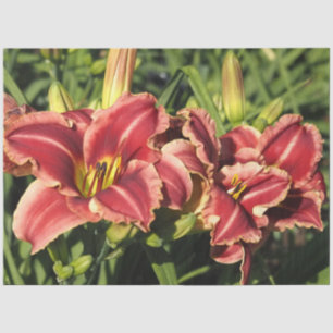 Daylilies Tissue Paper