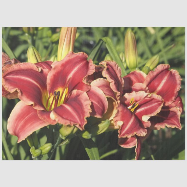 Daylilies Tissue Paper (Front)