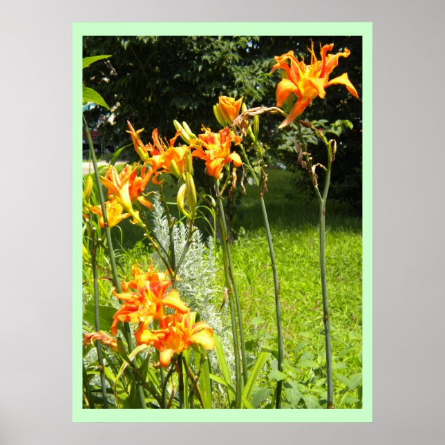 DayLillies Poster (Front)