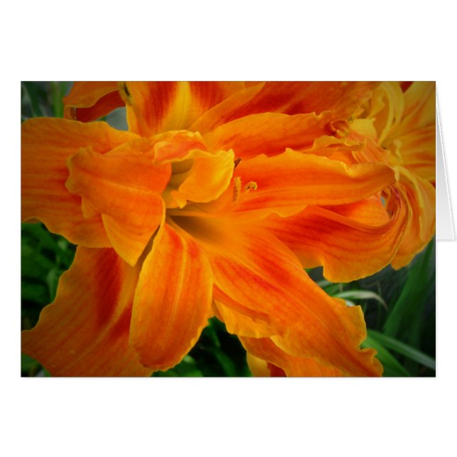 Daylily 08 (Front Horizontal)