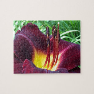DAYLILY "Dominic" B Dark Wine. Jigsaw Puzzle