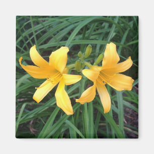DAYLILY "Downey" Gold Duo --- Magnet